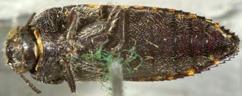 Media type: image;   Entomology 8022 Aspect: habitus ventral view